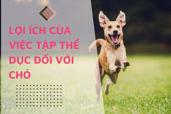 Lợi ích của việc tập thể dục đối với chó