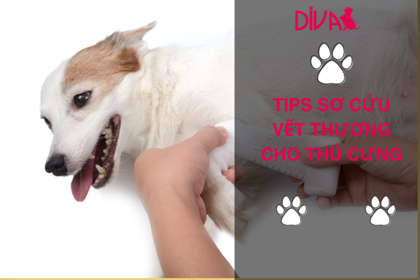 Mẹo sơ cứu vết thương tại nhà cho thú cưng