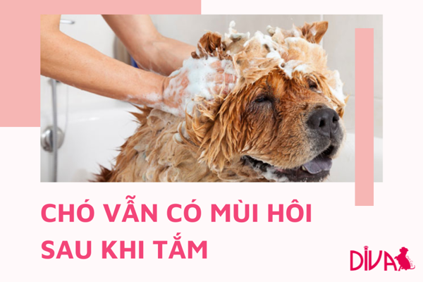 Vì sao chó vẫn có mùi hôi sau khi tắm?