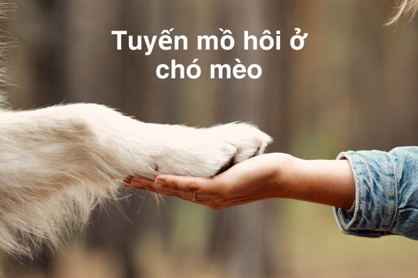 Tuyến mồ hôi của chó mèo