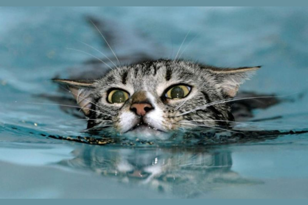 Tại sao mèo sợ nước?