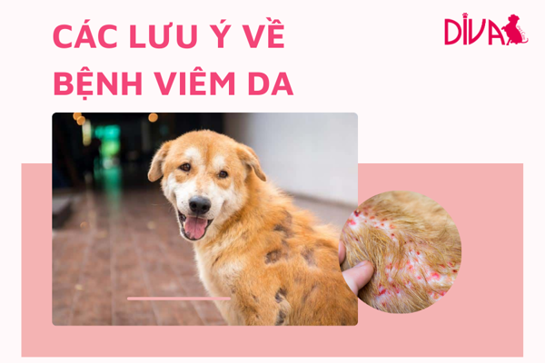 Viêm da dị ứng ở chó mèo