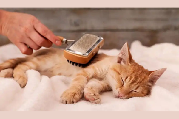 Cách chải lông cho mèo tại nhà