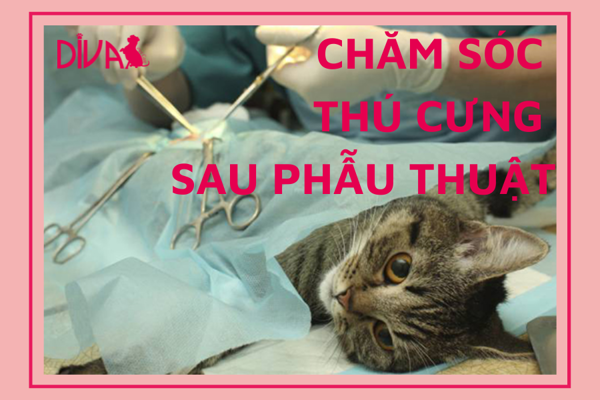 Chăm sóc thú cưng sau phẫu thuật như thế nào?