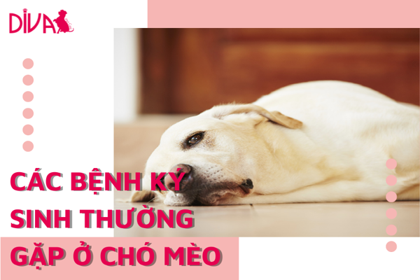 Các bệnh ký sinh thường gặp ở chó mèo