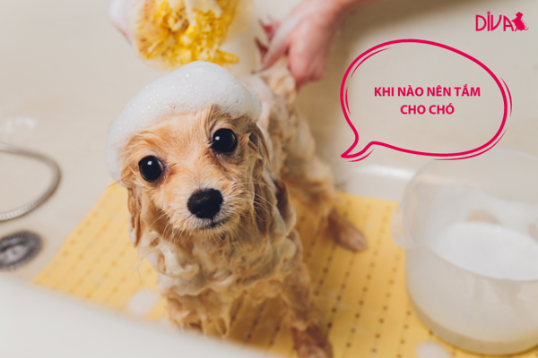 Khi nào nên tắm cho chó?