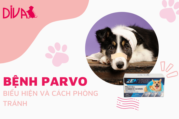 Phòng ngừa bệnh Parvo ở chó