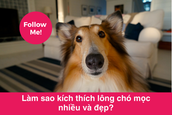 Kích thích lông chó mọc nhiều và đẹp