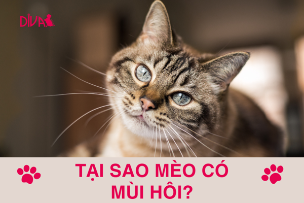 Tại sao mèo có mùi hôi?