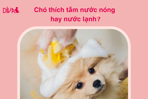 Chó thích tắm nước nóng hay nước lạnh?