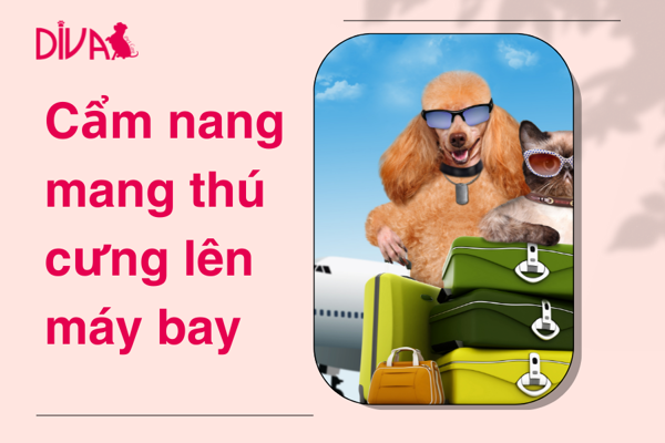 Cẩm nang mang thú cưng lên máy bay