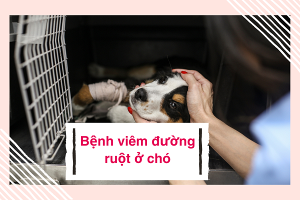 Bệnh viêm đường ruột ở chó