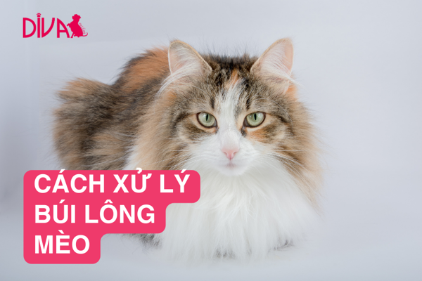 Búi lông ở mèo là gì? Cách xử lý búi lông mèo