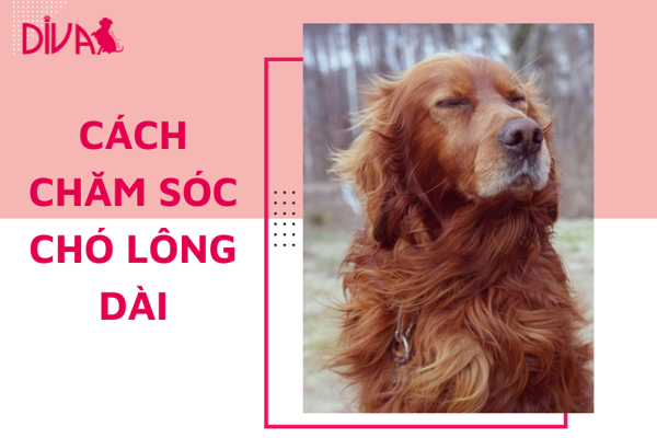 Cách chăm sóc chó lông dài