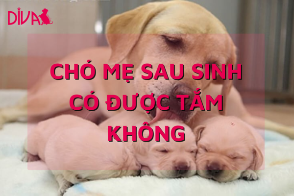 Chó mẹ sau khi sinh con có được tắm không?