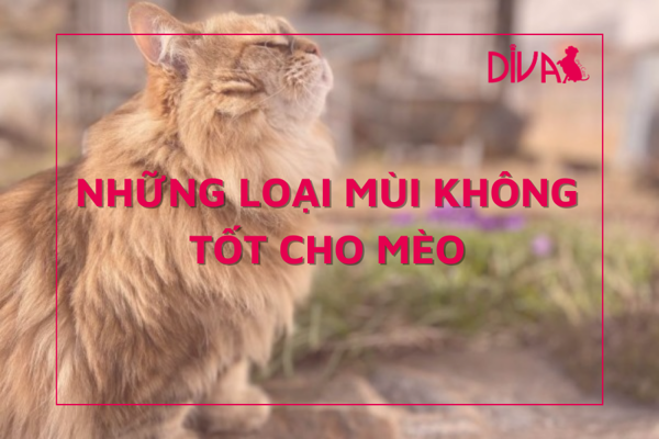 Những loại mùi không tốt cho mèo