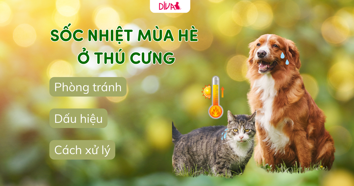 Cảnh báo sốc nhiệt mùa hè ở thú cưng