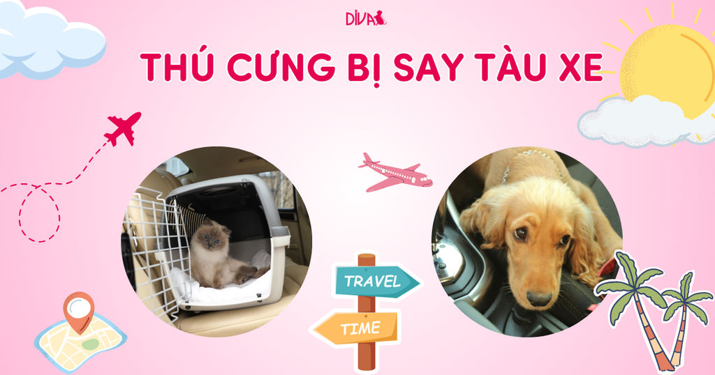 Thú cưng có bị say tàu xe không?