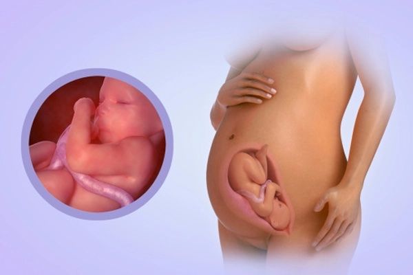 Sự phát triển thai nhi 31 tuần tuổi