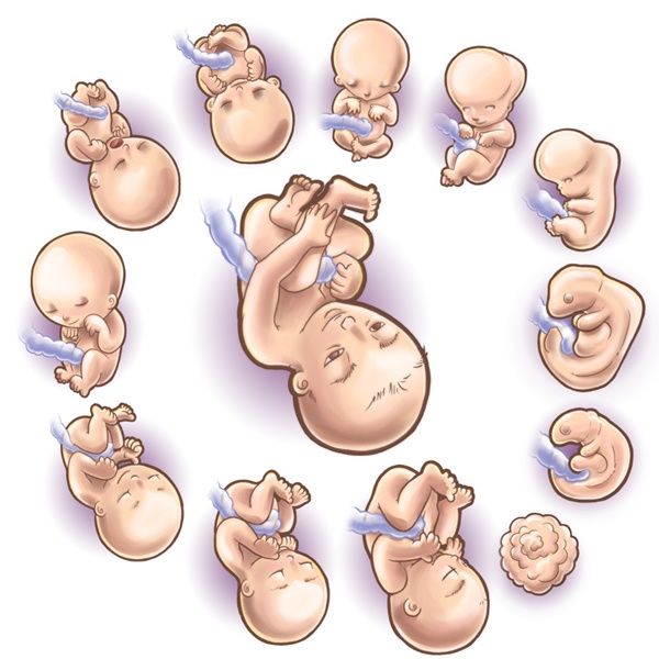 Sự phát triển thai nhi 3 tuần tuổi