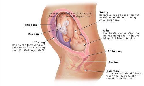 Sự phát triển thai nhi 28 tuần tuổi