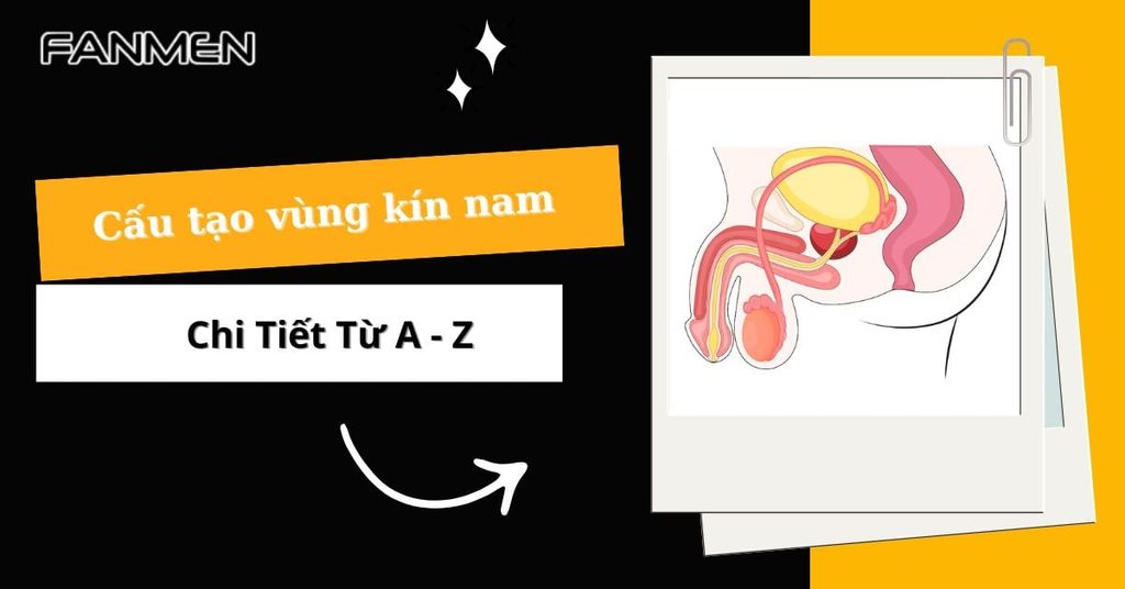Cấu tạo vùng kín nam