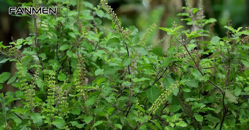Công dụng của cây hương nhu