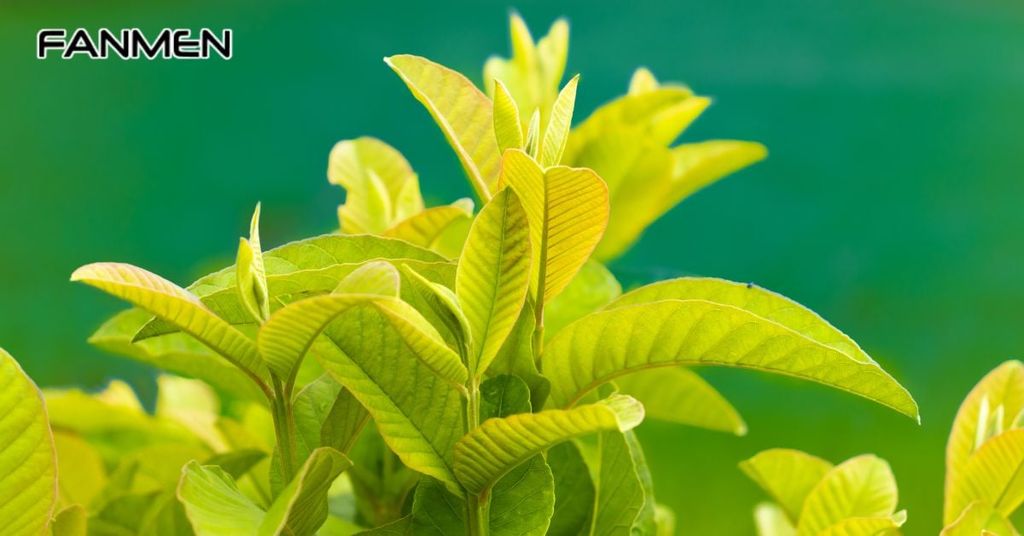 Một số lưu ý khi chữa hôi miệng bằng lá ổi