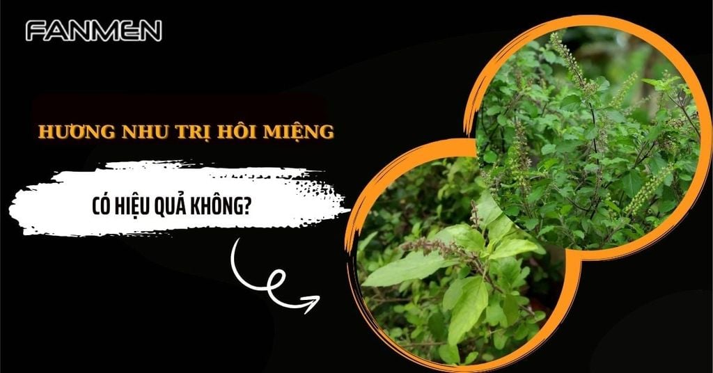 Hương nhu trị hôi miệng