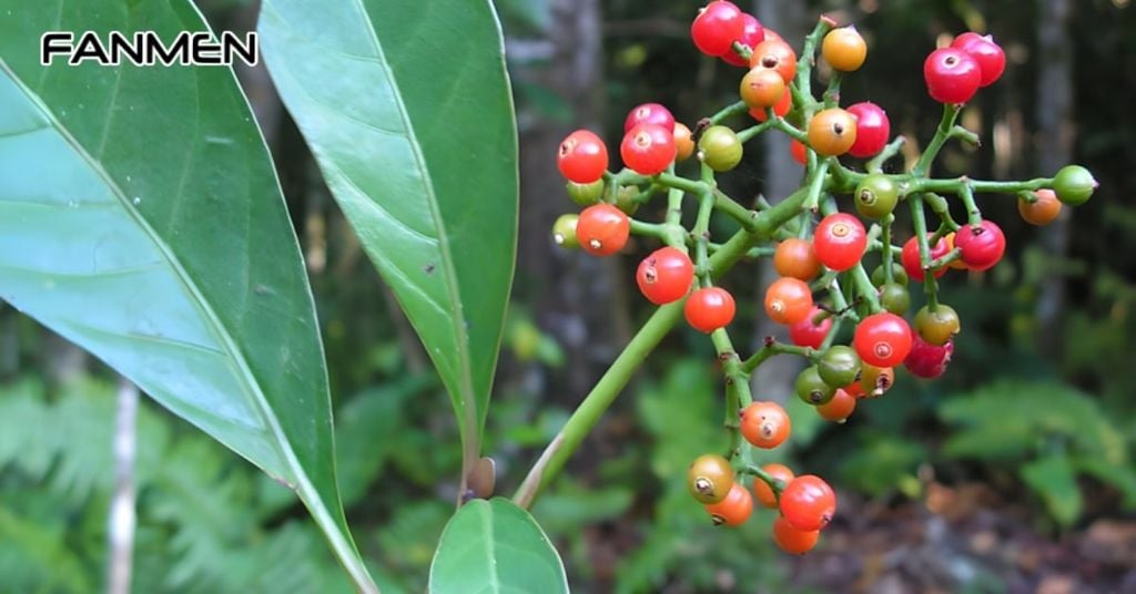 Lá lấu