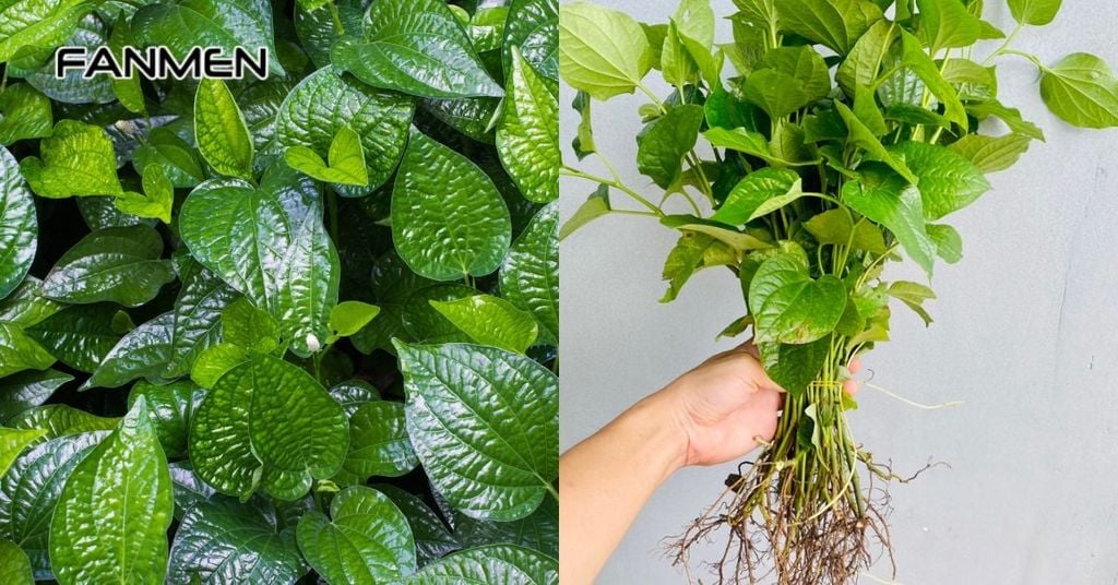 Chữa hôi miệng bằng hỗn hợp lá và rễ lá lốt