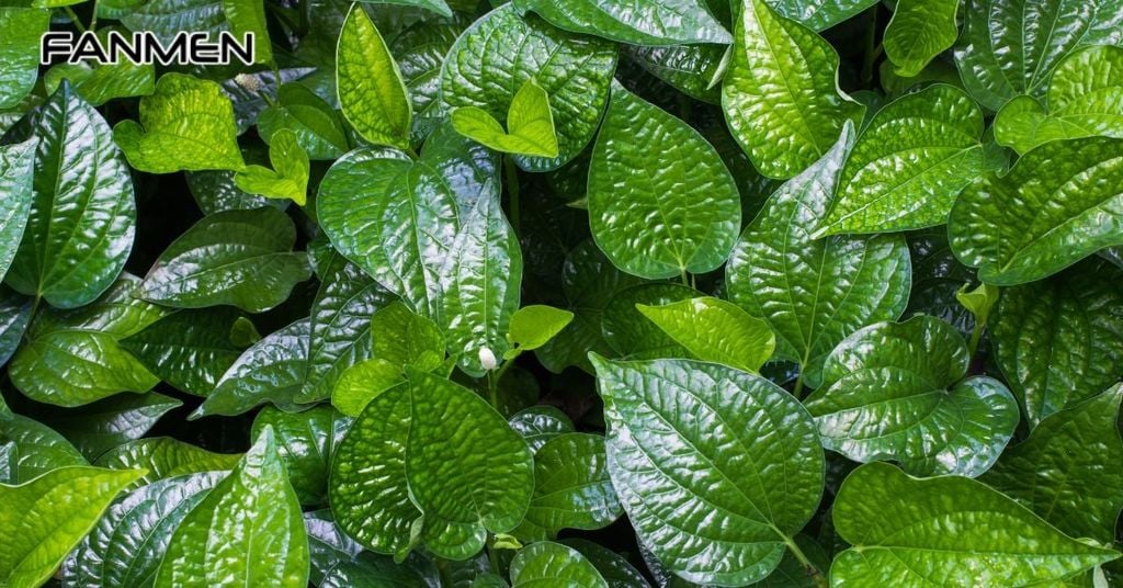 Lá lốt