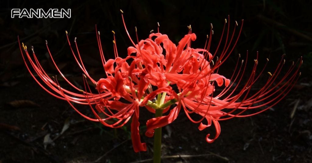 Nguồn gôcs và ý nghĩa hoa bỉ ngạn