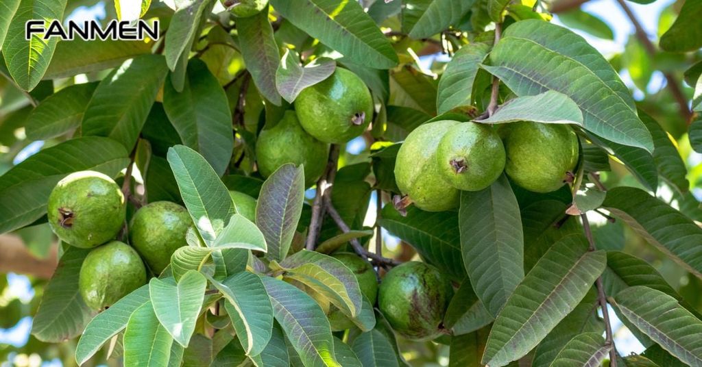 Tại sao lá ổi có thể trị hôi miệng?