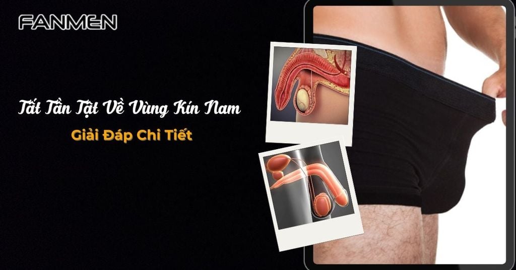 Vùng kín nam