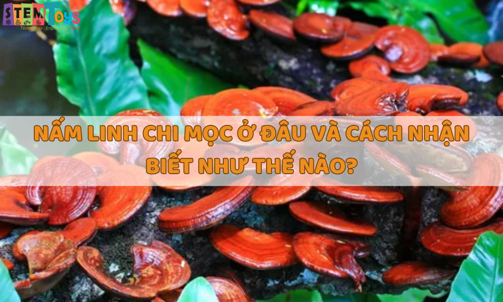 Nấm linh chi mọc ở đâu và cách nhận biết như thế nào?