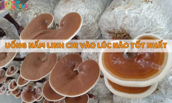 Nên uống nấm linh chi vào lúc nào tốt nhất​?