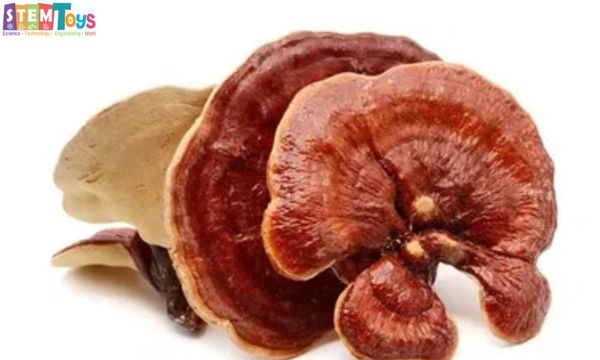 Những lợi ích của việc uống nấm linh chi vào buổi sáng