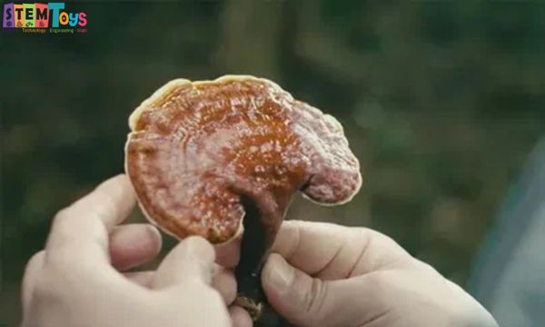Những thời điểm thích hợp để uống nấm linh chi nâng cao sức khỏe