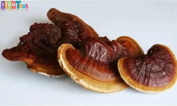 Cách uống nấm linh chi đúng cách