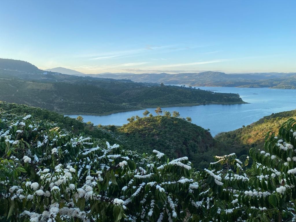 Cà phê Robusta của Viet Bev đạt Top 10 - Vietnam Amazing Cup 2024