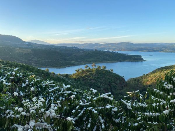 Cà phê Robusta của Viet Bev đạt Top 10 - Vietnam Amazing Cup 2024