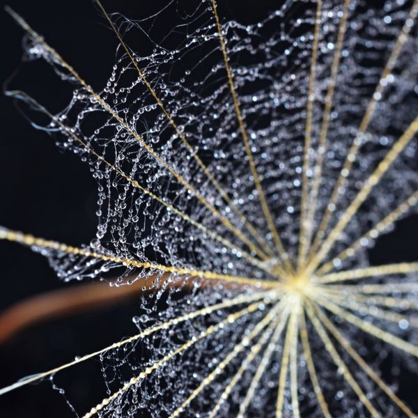 Ứng Dụng Của Protein Tơ Nhện: Giải Pháp Mới Cho Ngành Y Sinh Học