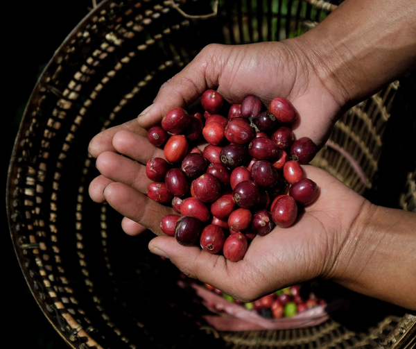 Hạt Robusta đậm đà là lựa chọn không thể phù hợp hơn cho trải nghiệm gel năng lượng chứa Cafein
