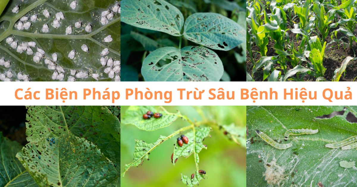 Bạn Đã Biết Các Biện Pháp Phòng Trừ Sâu Bệnh Hại Cây Trồng Hiệu Quả