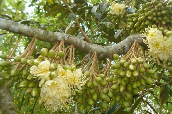 Nhận tư vấn và chăm sóc xử lý ra hoa cho cây sầu rieng ở Daklak, Lâm đồng, Đồng Nai, Bến Tre, Bình phước