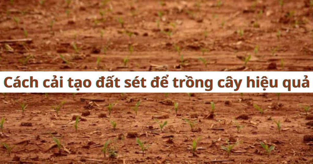 3+ Cách Cải Tạo Đất Sét Để Trồng Cây Hiệu Quả