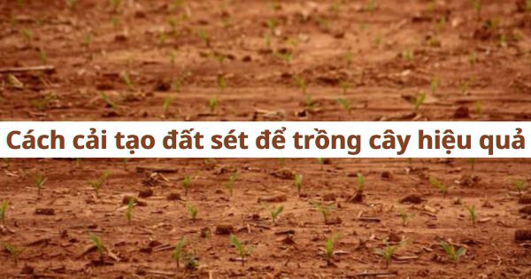 3+ Cách Cải Tạo Đất Sét Để Trồng Cây Hiệu Quả
