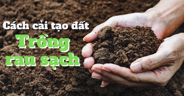 3+ Cách Cải Tạo Đất Trồng Rau Sạch