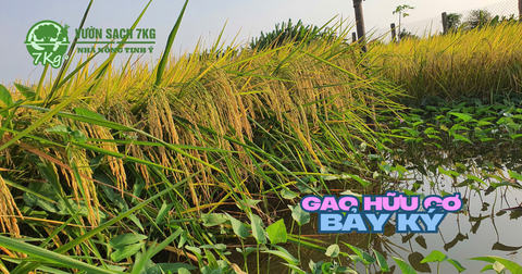 Hành trình canh tác Lúa Hữu Cơ – từ Ruộng Sạch đến Hạt Gạo Bảy Ký